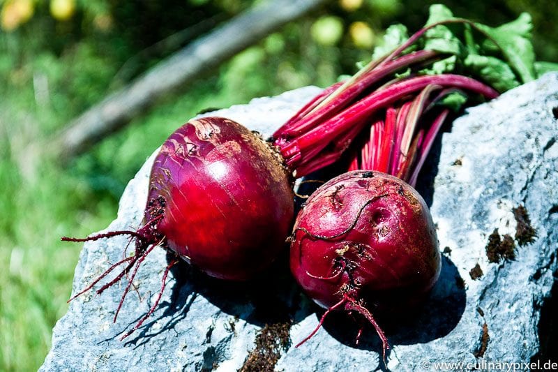 Rote Rüben Knollen