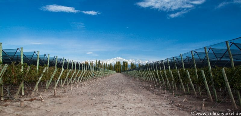 Terrazas de los Andes Weingarten Los Aromos