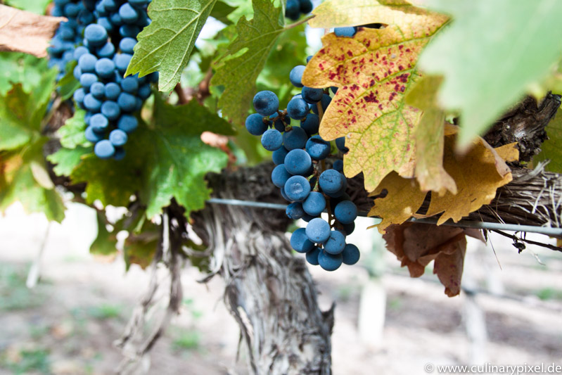 Terrazas de los Andes Weinreben