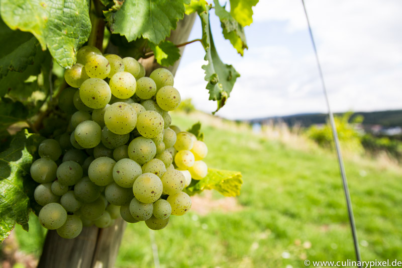 Silvaner Weingut Bickel-Stumpf