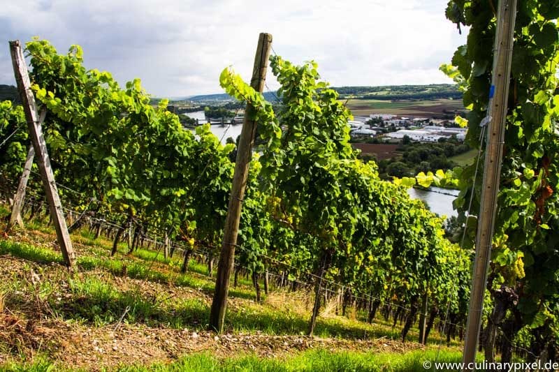 Randersacker am Main Weingut Schmitts Kinder