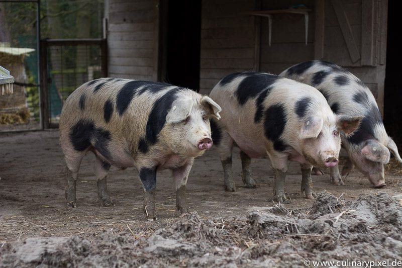 Bunte Bentheimer Schweine Falkenhof Franz Keller