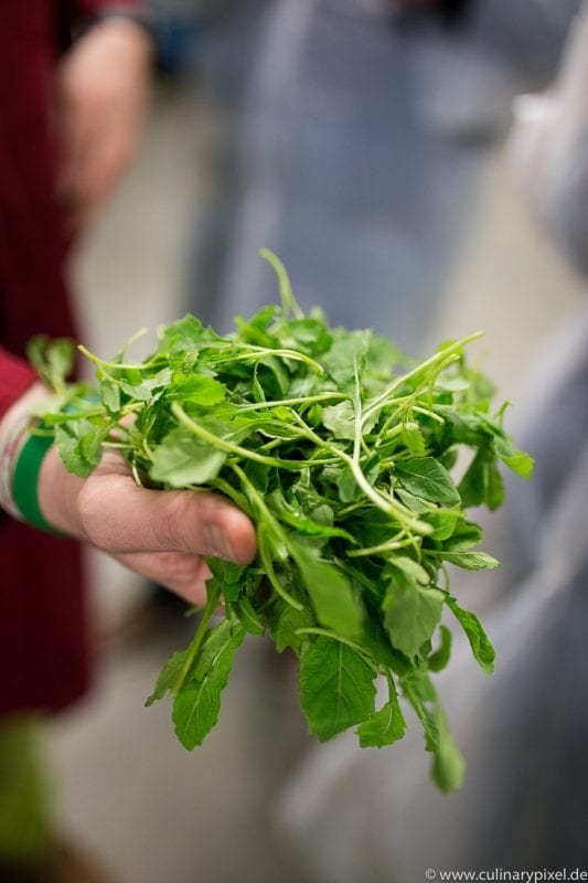 Wasabi-Rauke Keltenhof Jeunes Restaurateurs Genusslabor V und Gründung Genussnetz