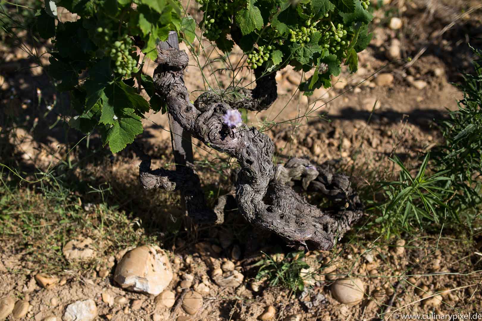 Weinregion Rhône