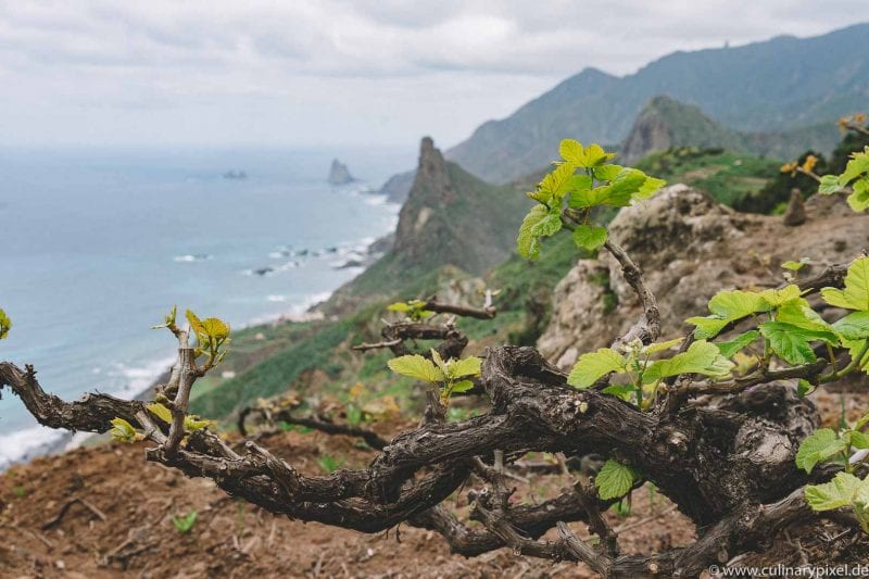 Envinate Wines, Taganana, Teneriffa