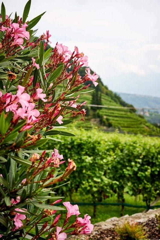 Schloss Plars wine & suites, Algund Südtirol