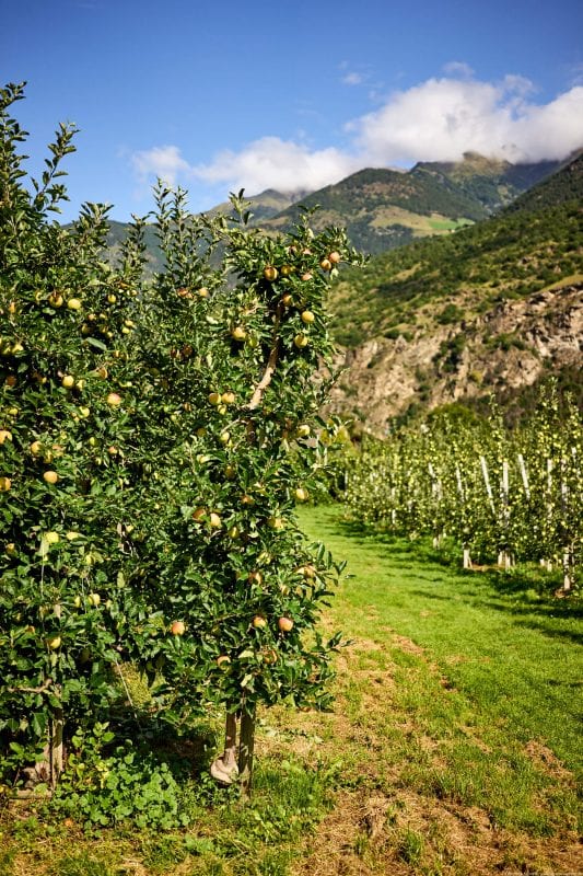 Apfelwiesen im Vinschgau
