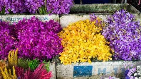 Ton Lamyai Flower Market Chiang Mai