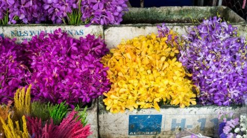 Ton Lamyai Flower Market Chiang Mai