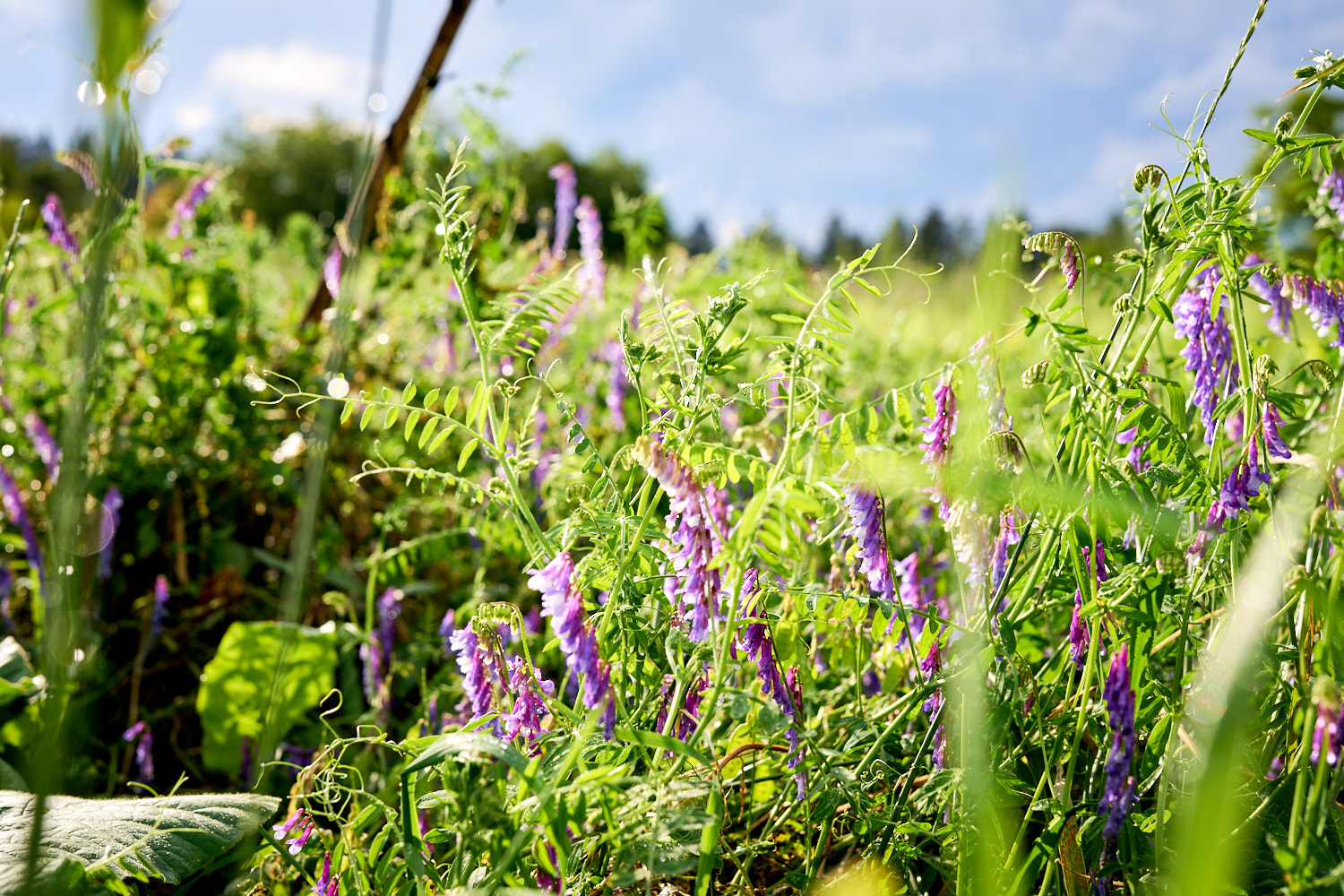 Gut Sonnenhausen Garten