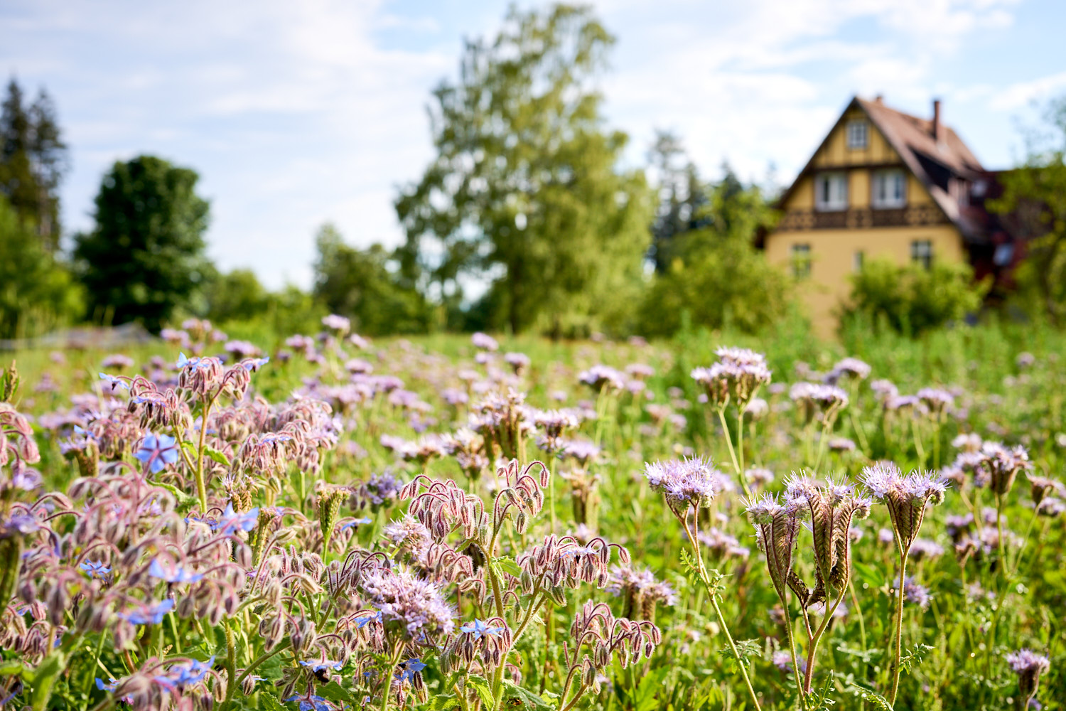 Gut Sonnenhausen Garten