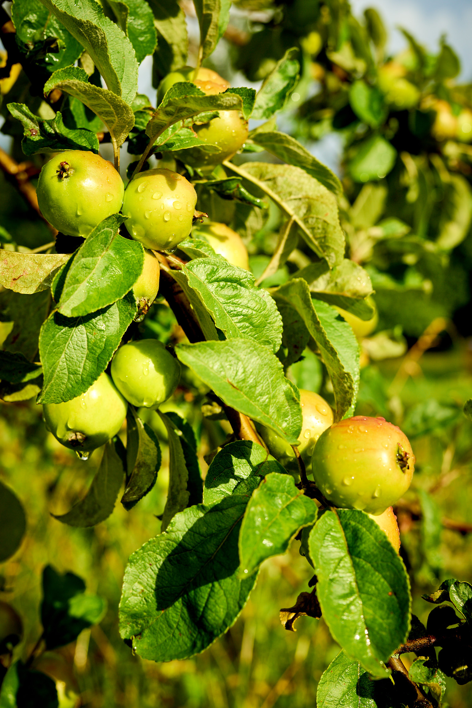 Gut Sonnenhausen Garten